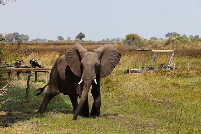 113 Okavango Delta, duba plains camp.jpg